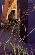Curly Willow Tips