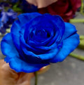 Specialty Color Rose