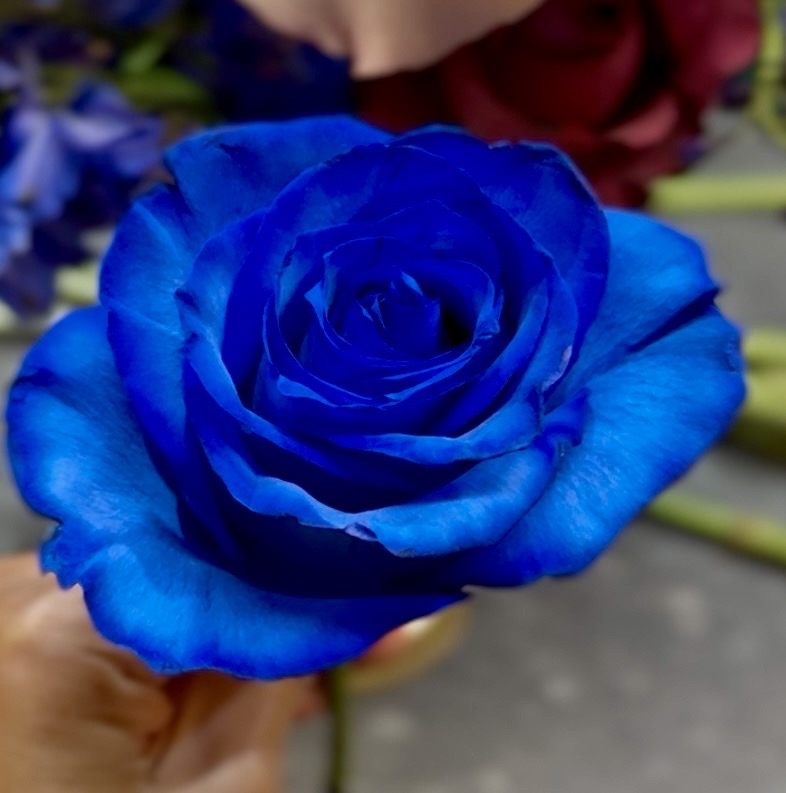 Specialty Color Rose