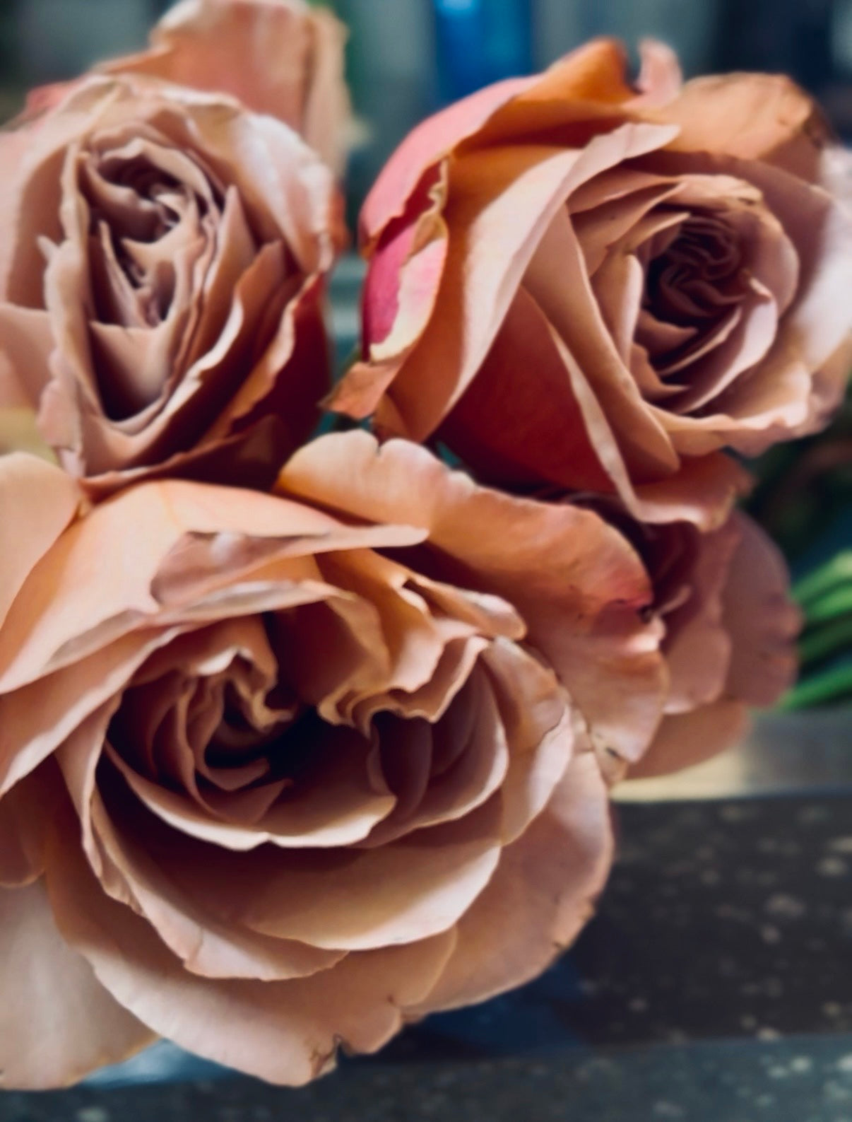 Garden Rose