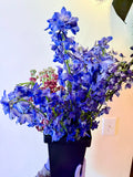 Delphinium