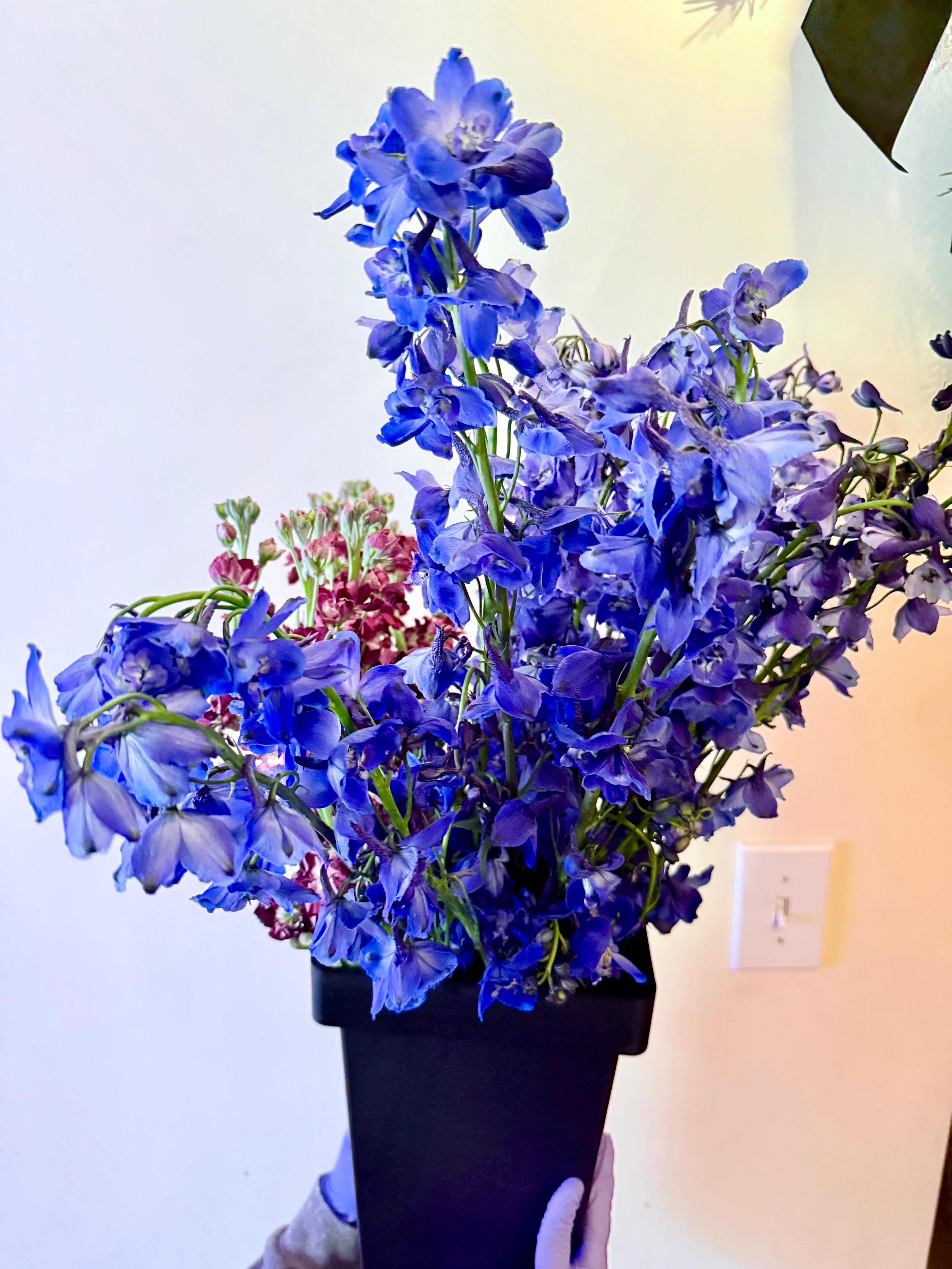 Delphinium