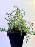 Eucalyptus