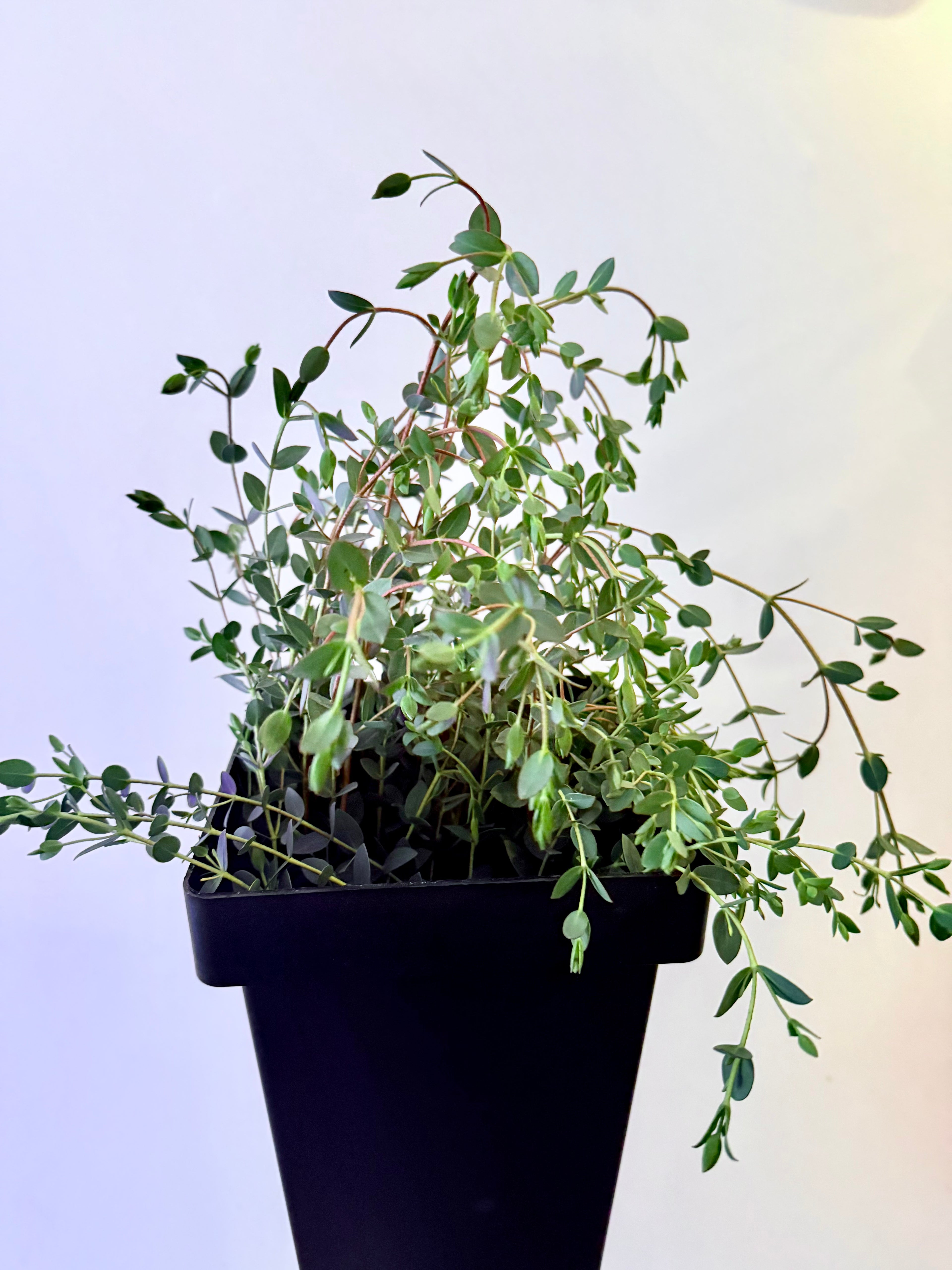 Eucalyptus