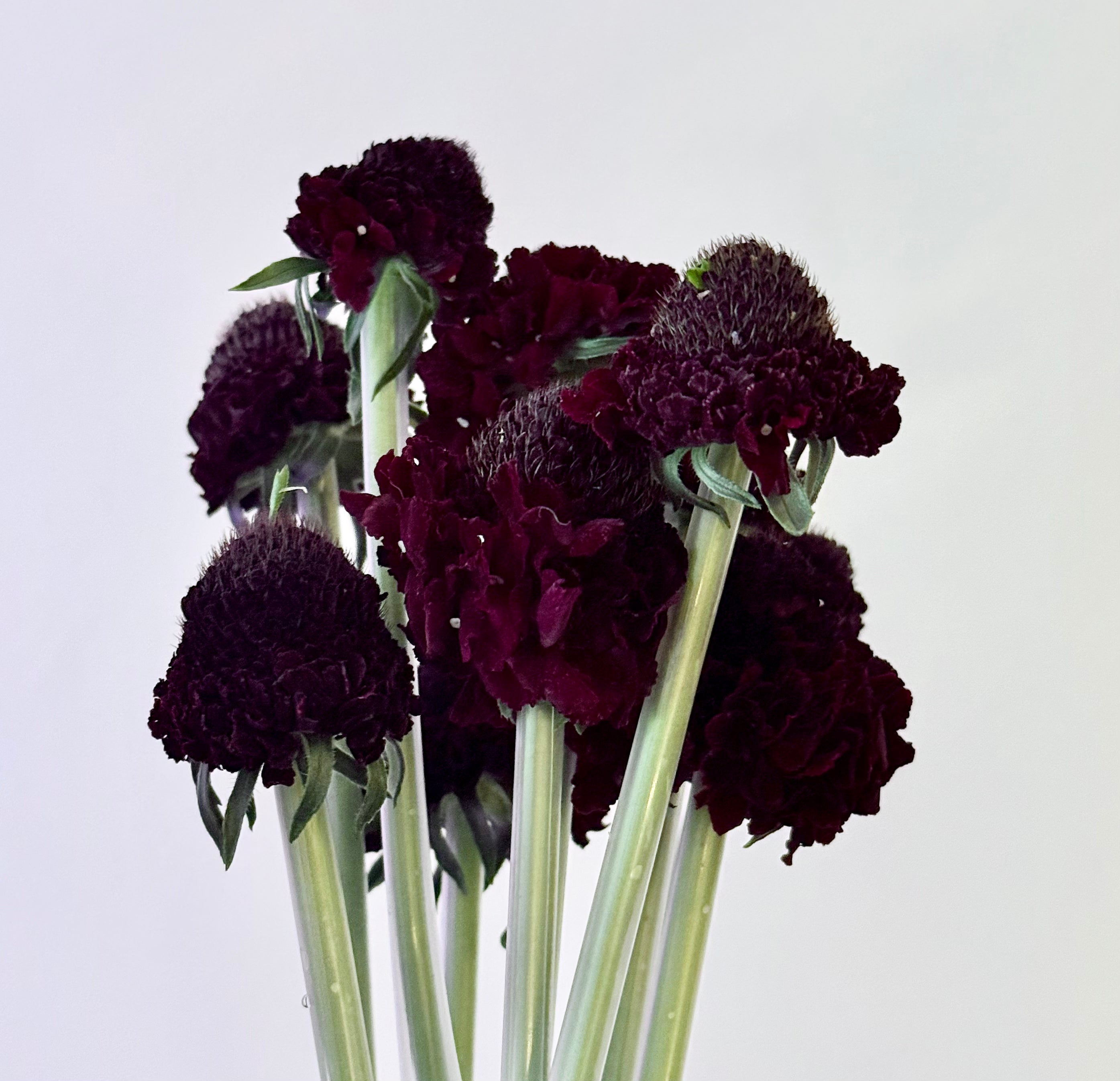 Scabiosa