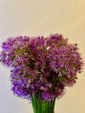 Gladiator Allium