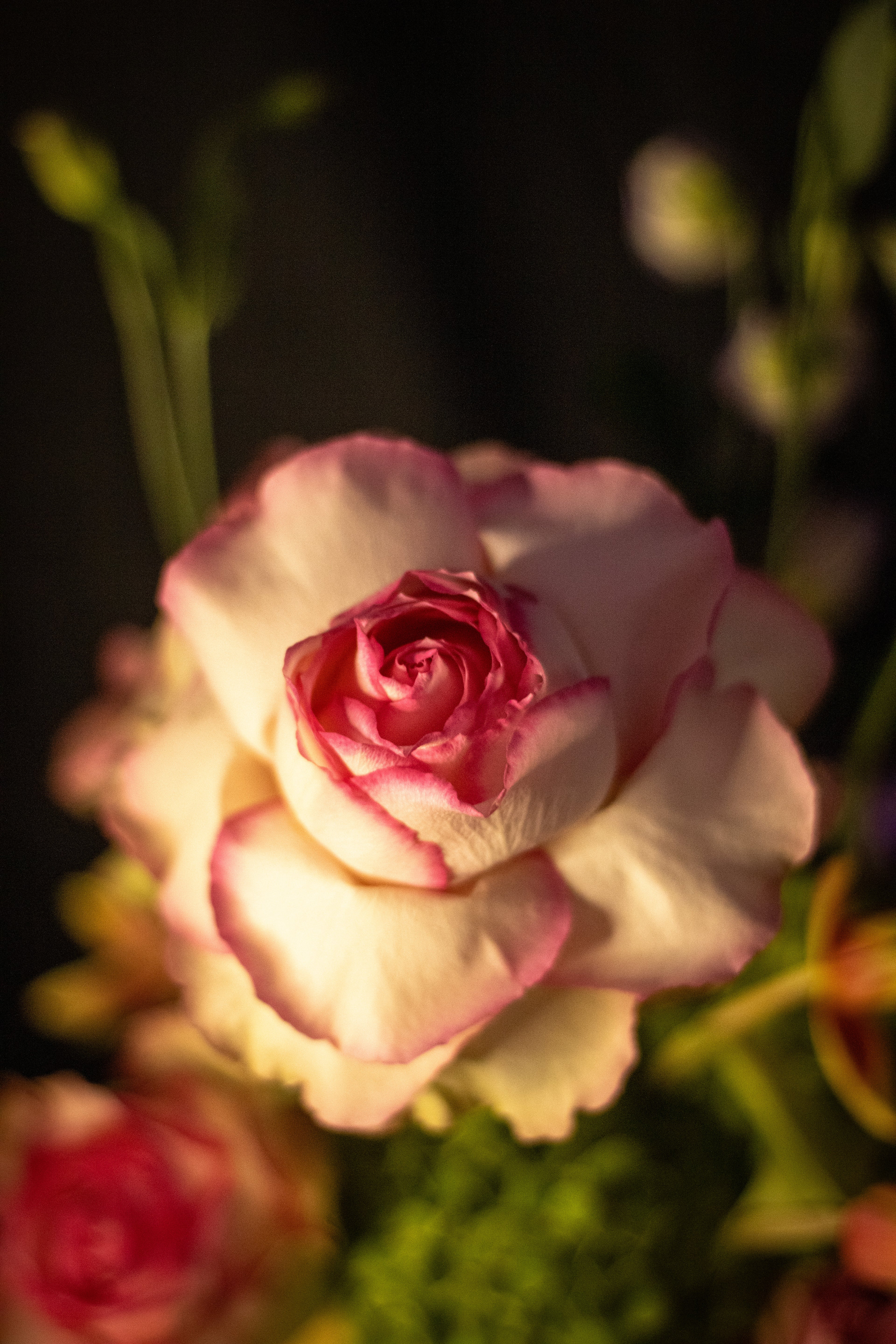 Single Rose