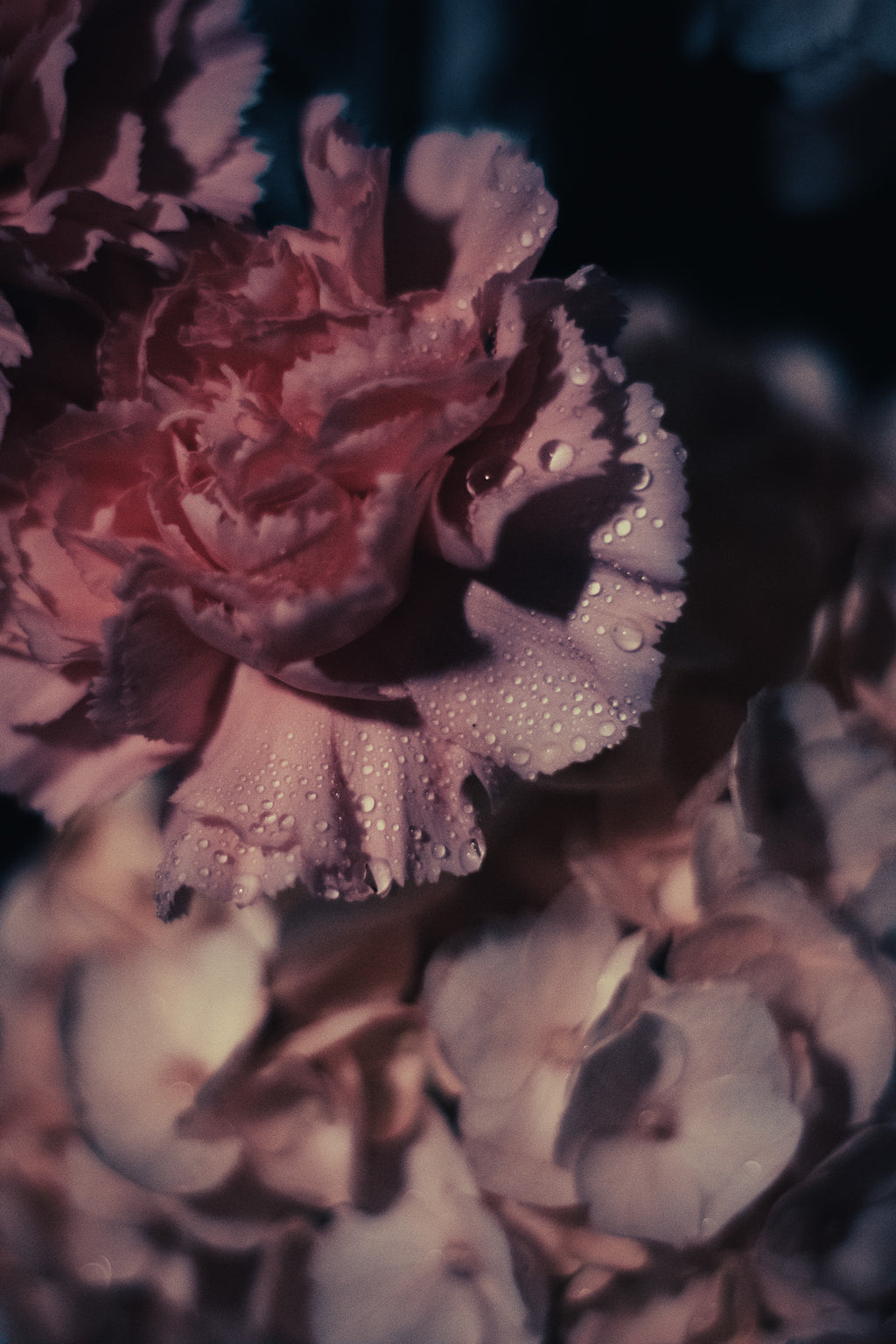 Single Carnation