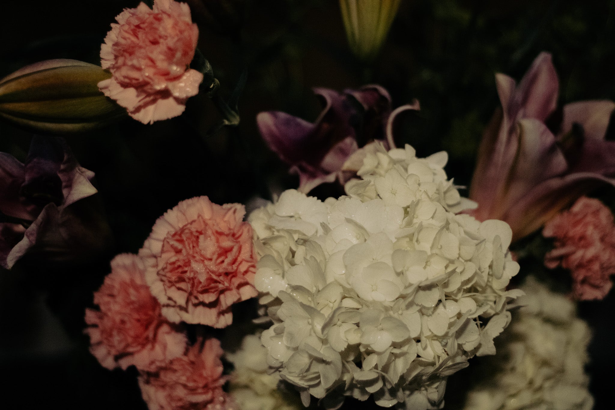 Single Carnation