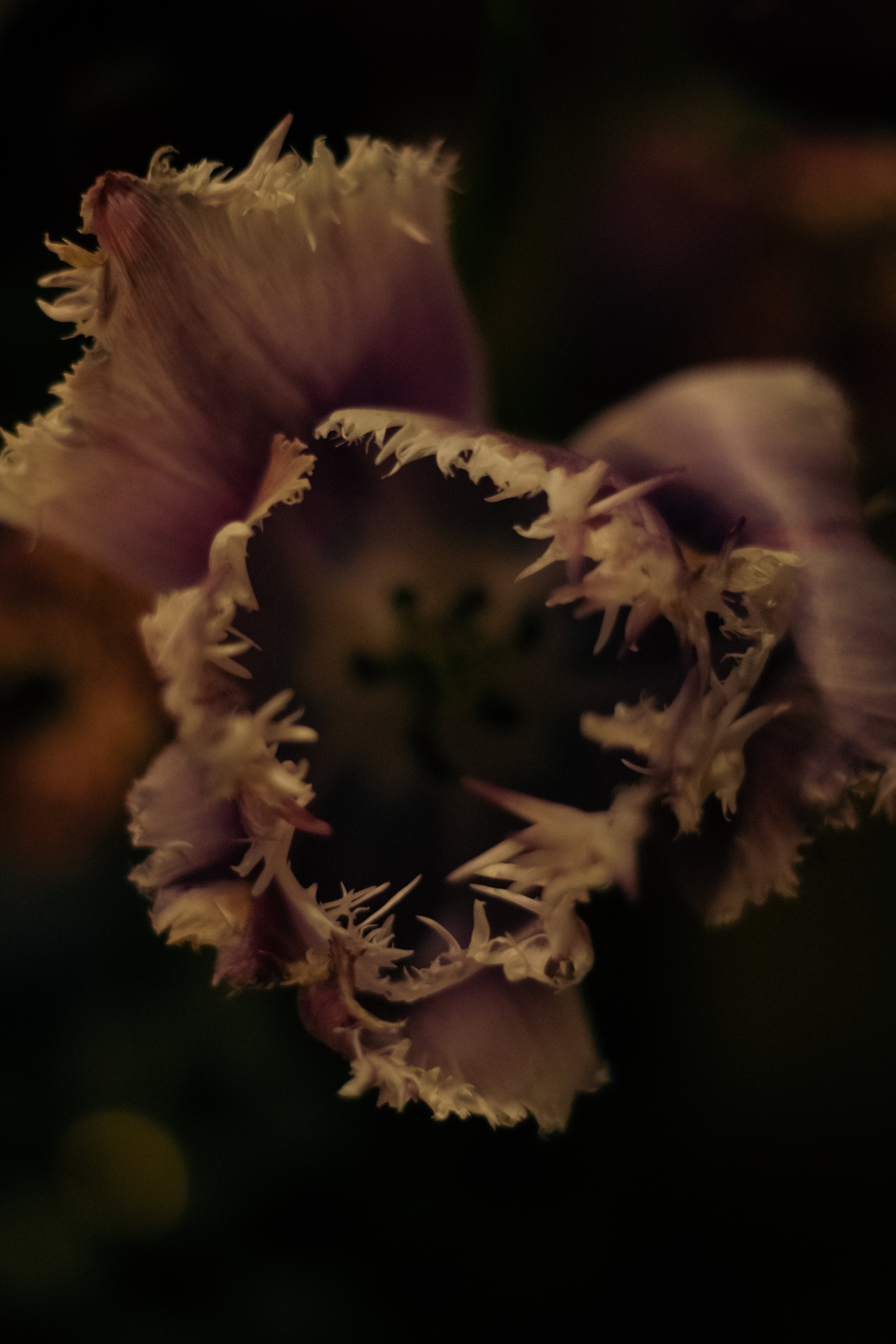 Lilith - A Floral Devotion