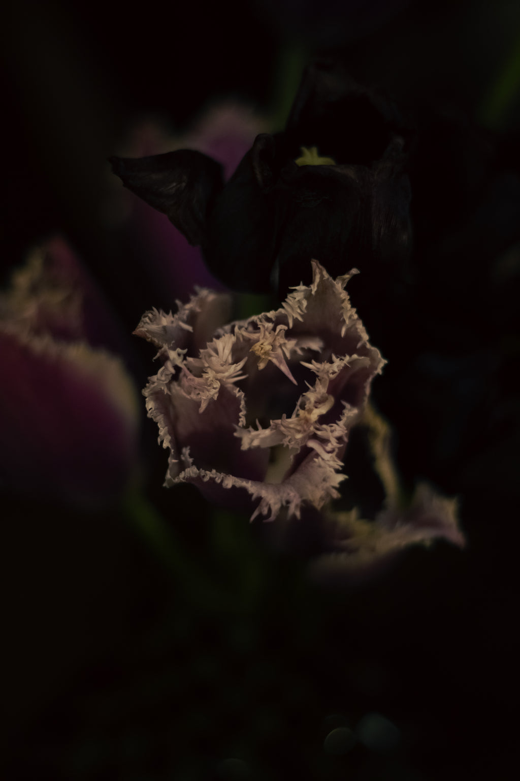 Flowers From The Veil