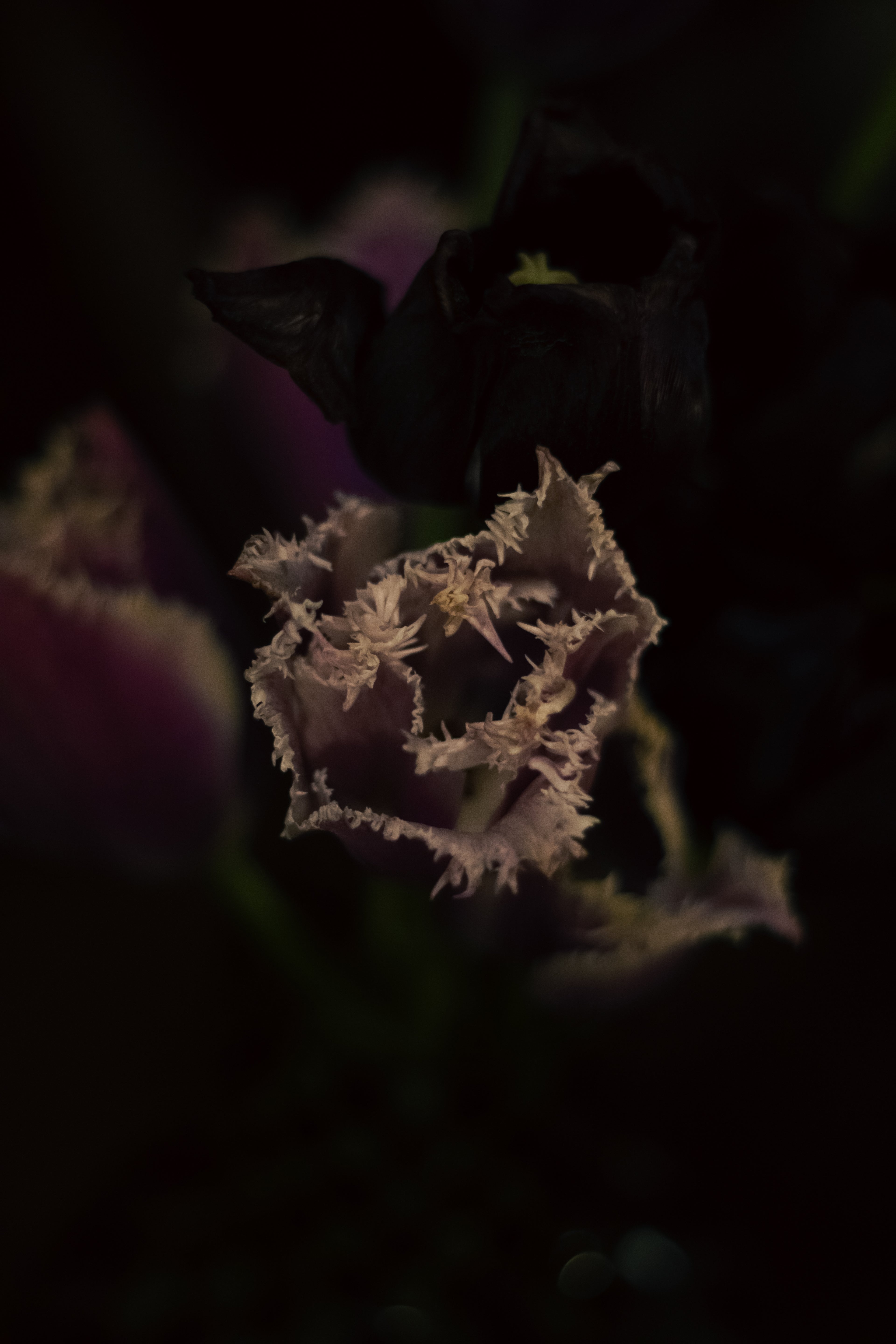 Lilith - A Floral Devotion