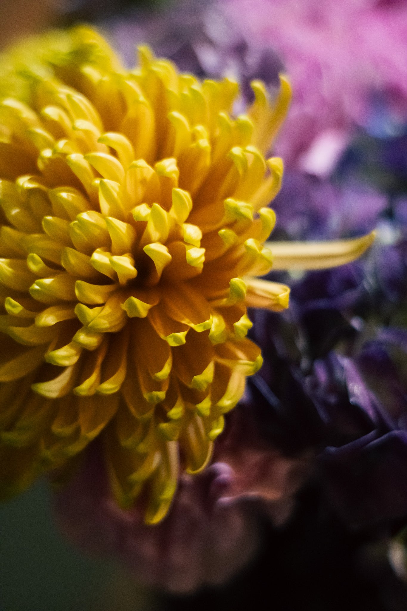 Eden - A Floral Devotion