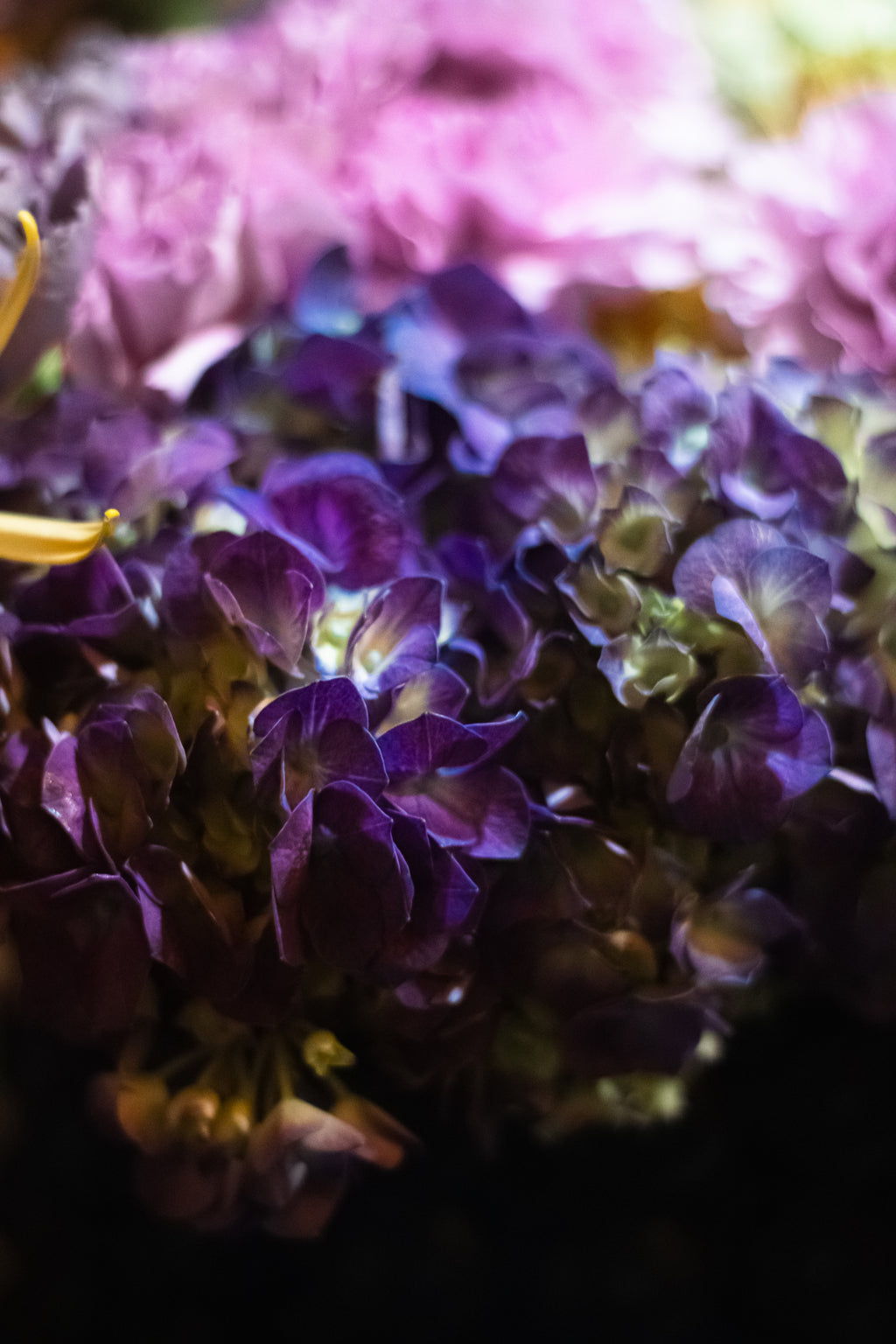 Eden - A Floral Devotion